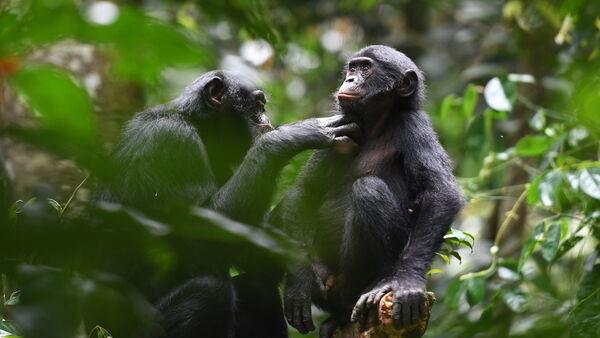 Bonobos make friends outside their group and help each other like humans – study