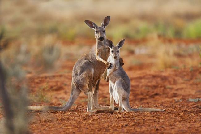 35-facts-about-maaroom-kangaroos