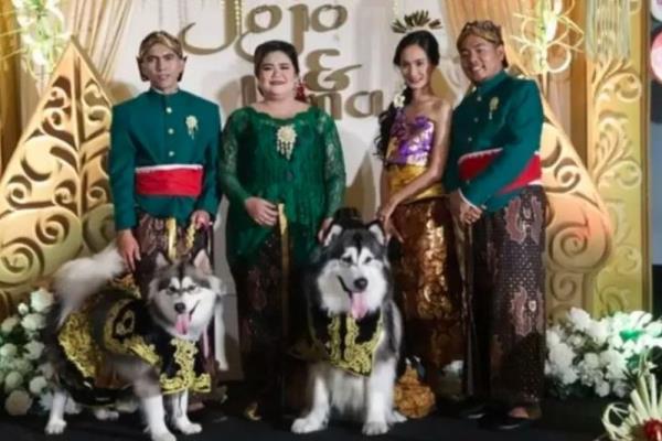 Fur-ever after: Indonesians sorry after lavish dog 'wedding' backlash