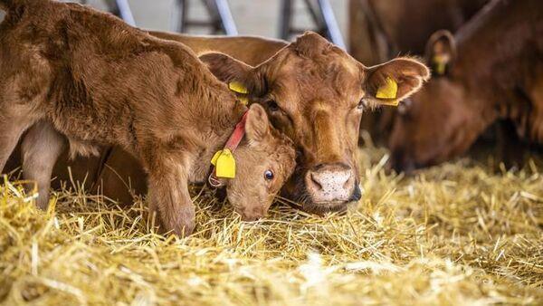 Inspection campaign focused on livestock safety to get underway ahead of calving 