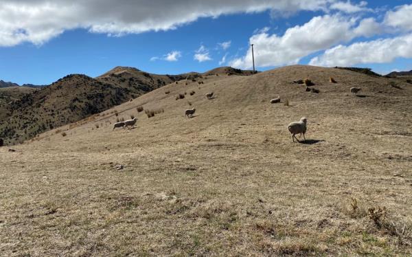 Sam Murray's drought-stricken farm near the Flaxbourne River, inland from Ward, Marlborough.