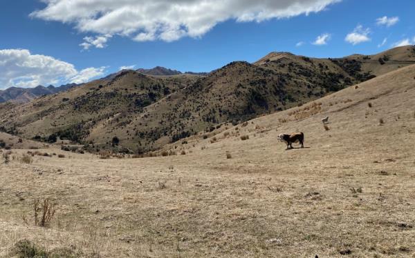 Sam Murray's drought-stricken farm near the Flaxbourne River, inland from Ward, Marlborough.